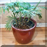 D22. Potted plant. 